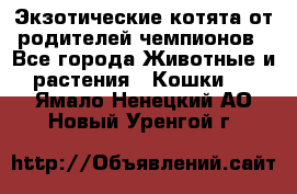  Экзотические котята от родителей чемпионов - Все города Животные и растения » Кошки   . Ямало-Ненецкий АО,Новый Уренгой г.
